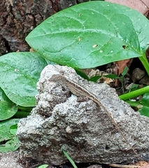 Anolis