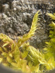 Homalothecium aureum