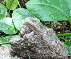 Anolis