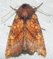 Papaipema impecuniosa