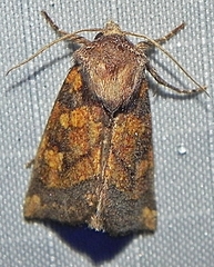 Papaipema impecuniosa