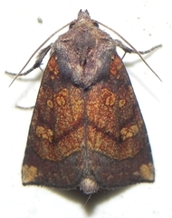 Papaipema impecuniosa