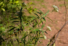 Grazielia intermedia