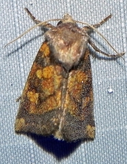 Papaipema impecuniosa