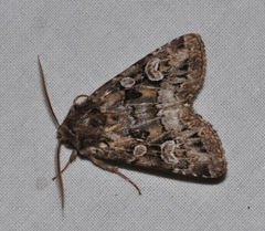 Pachetra sagittigera