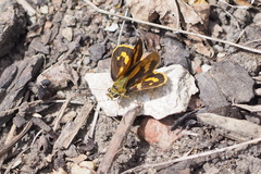 Ocybadistes walkeri