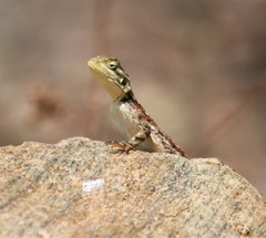Agama lionotus