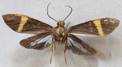 Aclytia heber