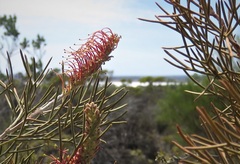 Grevillea cagiana