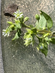 Stellaria media