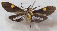 Aclytia heber