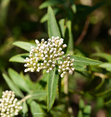 Grazielia intermedia