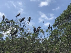 Fregata magnificens