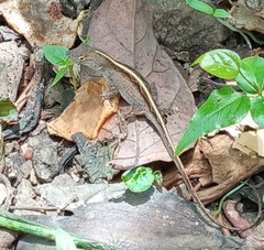 Anolis
