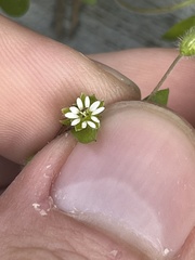 Stellaria media