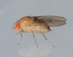 Drosophila immigrans