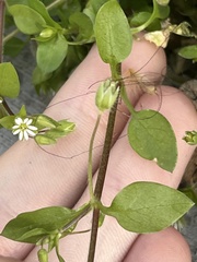 Stellaria media