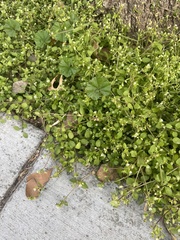 Stellaria media