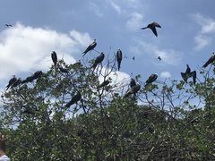Fregata magnificens