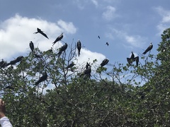 Fregata magnificens