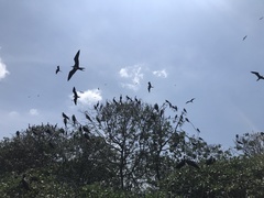 Fregata magnificens