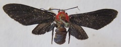 Psoloptera thoracica