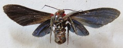 Psoloptera thoracica