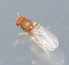 Drosophila immigrans