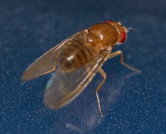 Drosophila immigrans