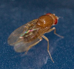 Drosophila immigrans