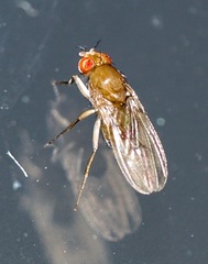 Drosophila immigrans