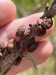 Disholcaspis prehensa