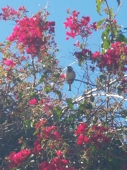Passer domesticus