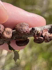 Disholcaspis prehensa