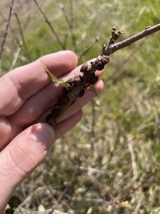 Disholcaspis prehensa