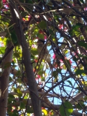 Passer domesticus
