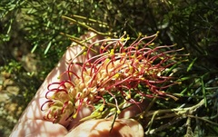 Grevillea cagiana
