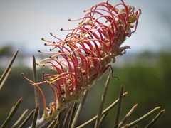 Grevillea cagiana