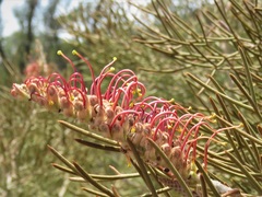Grevillea cagiana