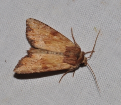 Apamea sublustris