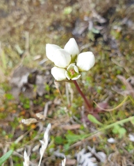 Gentianella chathamica