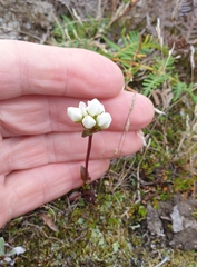 Gentianella chathamica