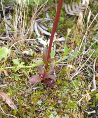 Gentianella chathamica
