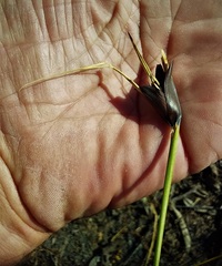 Mesomelaena tetragona