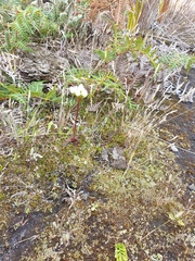 Gentianella chathamica