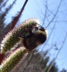 Bombus frigidus