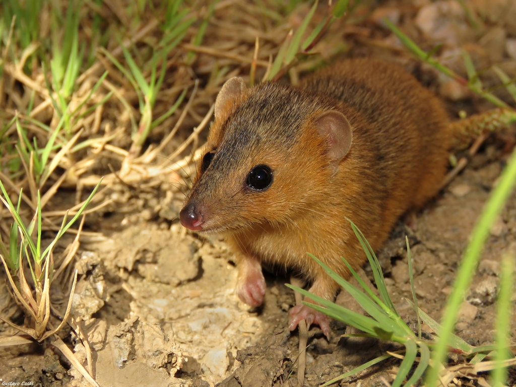 Yellow-Sided Opossum