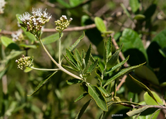 Grazielia intermedia