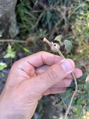 Eutreta xanthochaeta