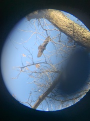 Cathartes aura